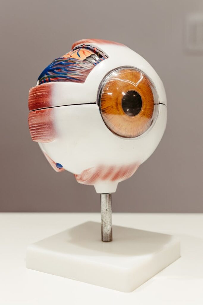 Close-up of a detailed anatomical eye model showcasing different parts for educational purposes.