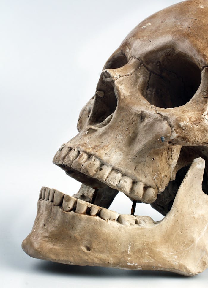 Close-up photo of a detailed human skull with focus on teeth and cranium.